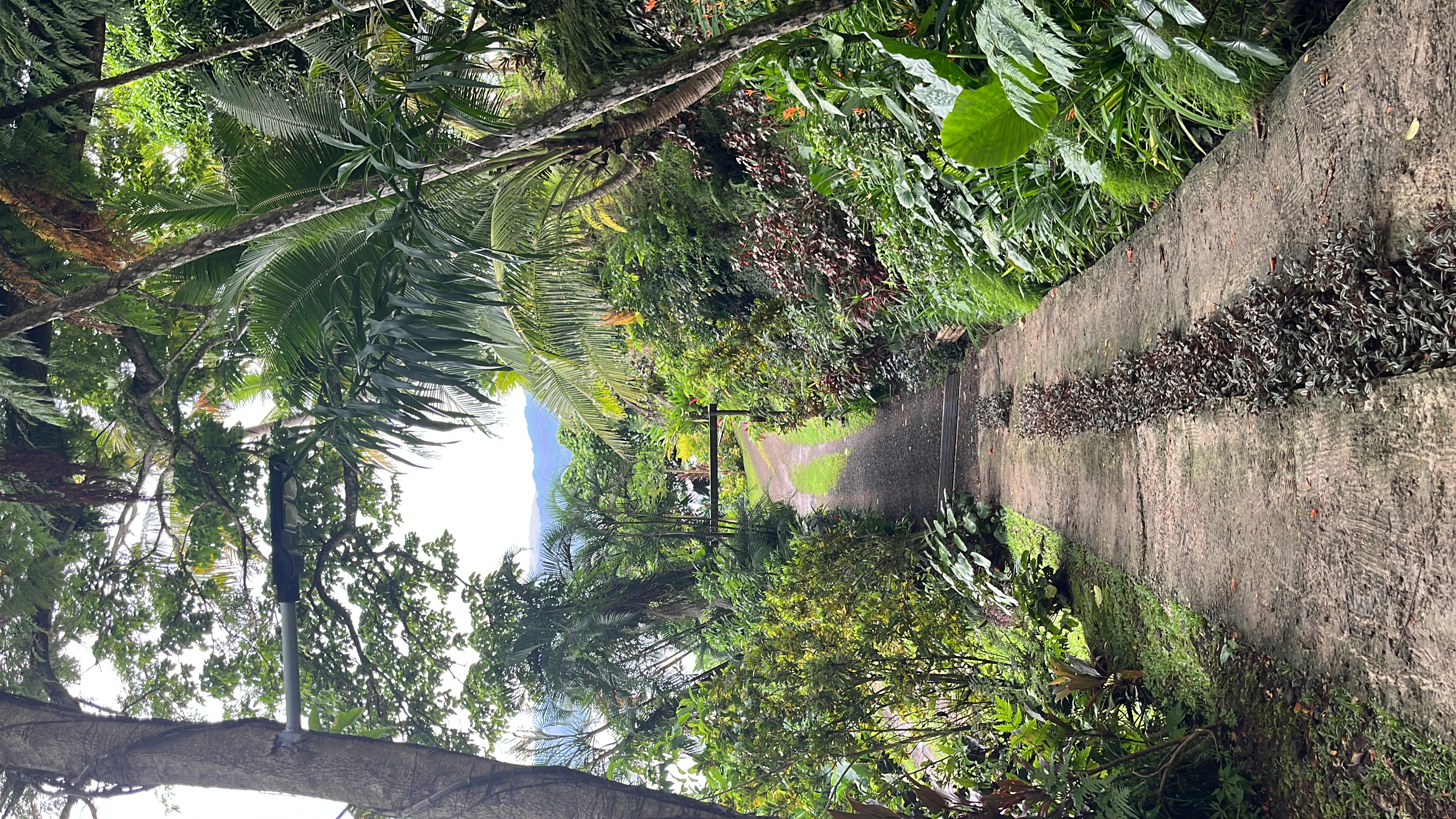 Jungle road and rainforest setting