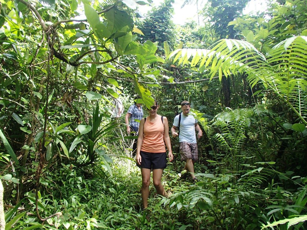 Jungle medicine walk at Naveria