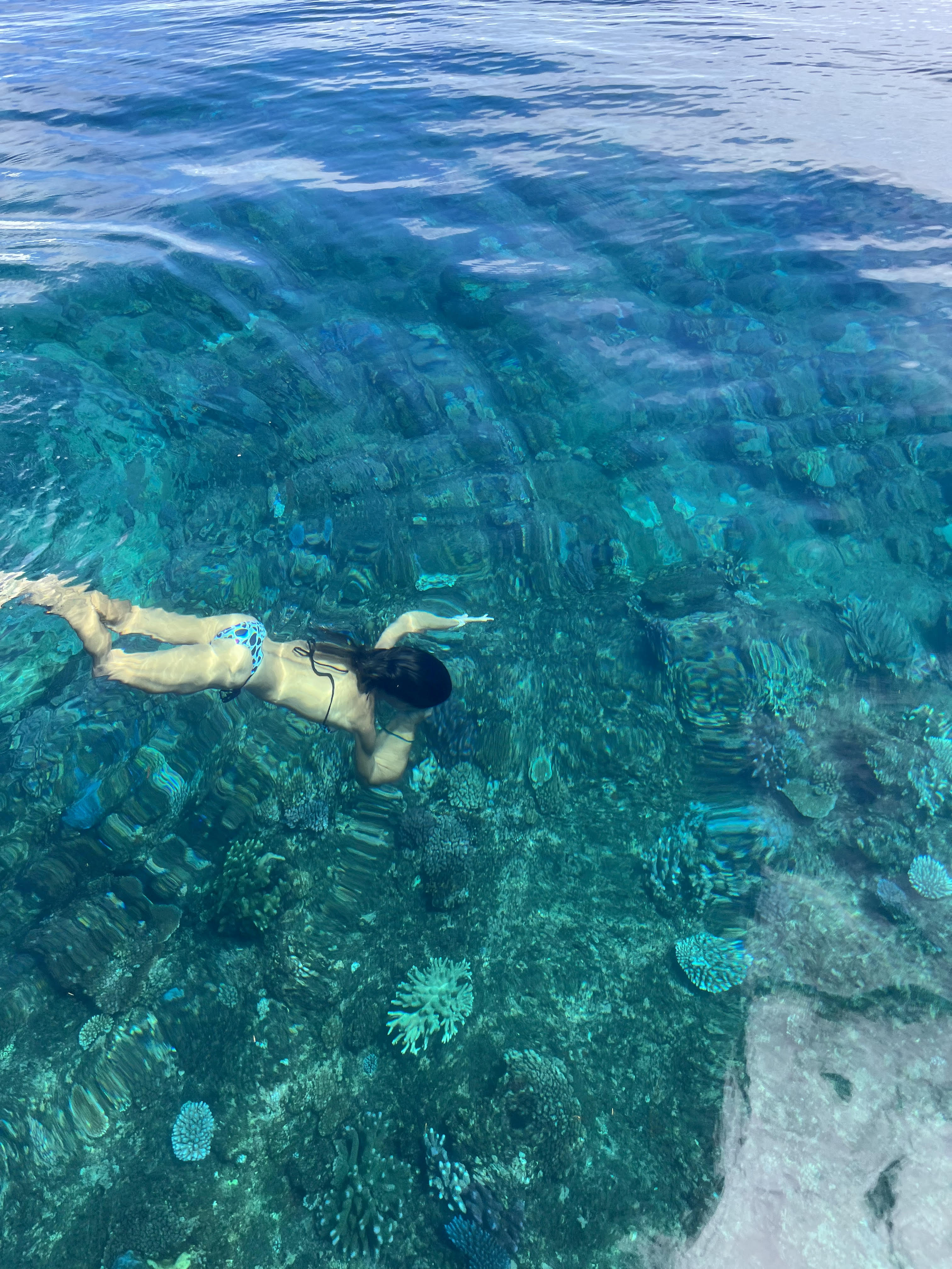 Hammerhead Sharks at Dream House